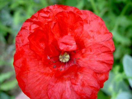 gallery_15230_2702_24695.jpg
