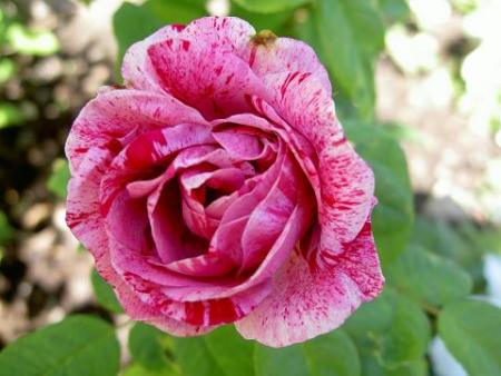gallery_15230_2702_3067.jpg