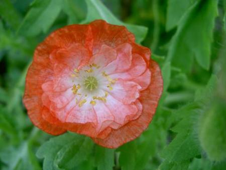 gallery_15230_2702_3106.jpg