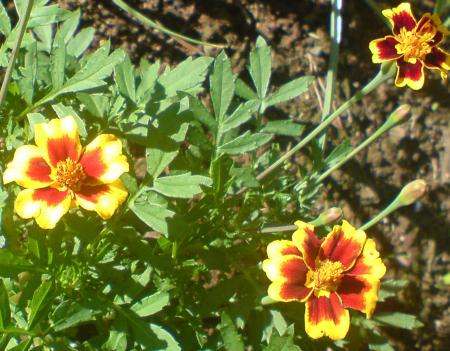 gallery_16561_2704_214056.jpg