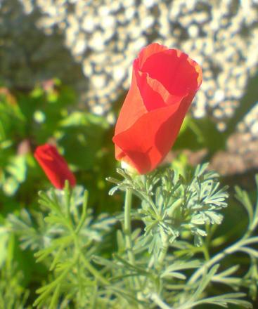 gallery_16561_2704_87210.jpg