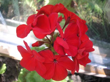gallery_5783_2425_28302.jpg
