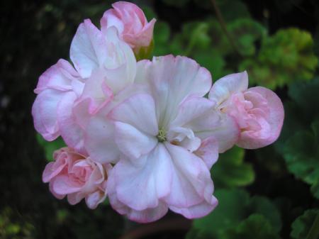 gallery_5783_2425_45533.jpg
