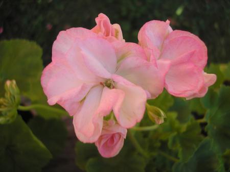 gallery_5783_2425_46127.jpg