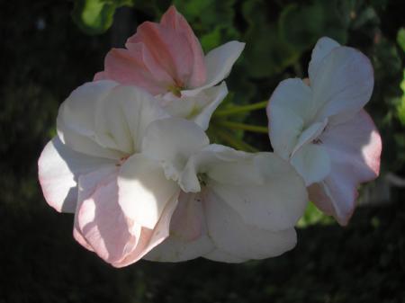 gallery_5783_2425_58338.jpg