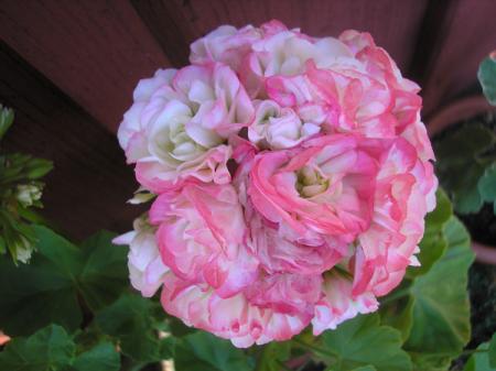 gallery_5783_2425_65413.jpg