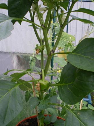 gallery_8211_2676_115580.jpg