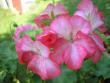 tn_gallery_5783_2425_76745.jpg