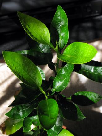 gallery_10947_664_100123.jpg