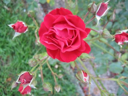 gallery_11874_2709_34841.jpg