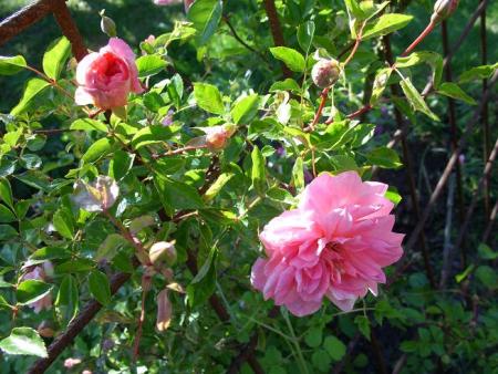 gallery_5307_2392_96472.jpg