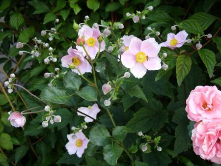 gallery_5307_536_860.jpg