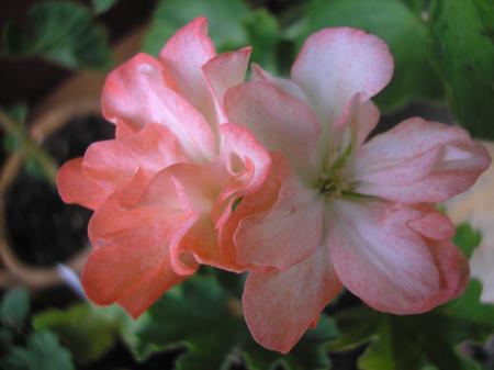 gallery_5783_2425_11368.jpg
