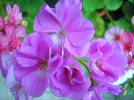 gallery_5783_2425_56804.jpg