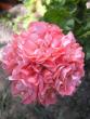 tn_gallery_5783_2425_2723.jpg