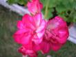 tn_gallery_5783_2425_49150.jpg