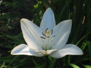 gallery_4383_2510_10549.jpg