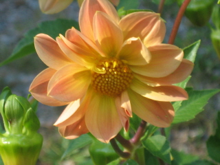gallery_4383_2510_11368.jpg