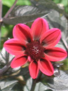 gallery_4383_2510_12043.jpg
