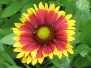 gallery_4383_2510_18433.jpg