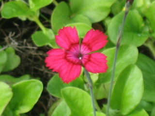 gallery_4383_2510_36038.jpg