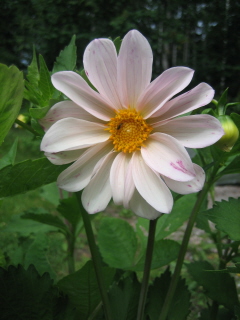 gallery_4383_2510_43273.jpg