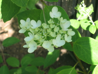 gallery_4383_2510_50355.jpg
