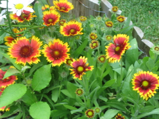 gallery_4383_2510_54750.jpg