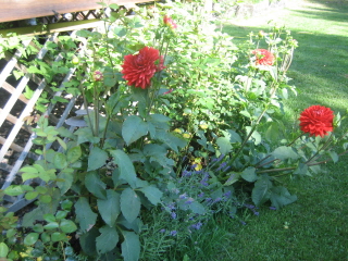gallery_4383_2510_54792.jpg