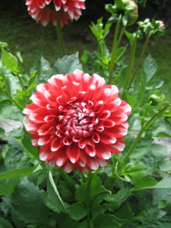 gallery_4383_2510_61410.jpg