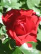 tn_gallery_4383_2510_20597.jpg