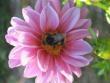 tn_gallery_4383_2510_31525.jpg