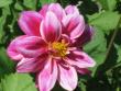 tn_gallery_4383_2510_3494.jpg