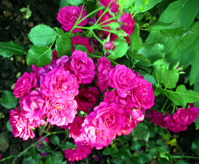 gallery_276_1248_19403.jpg