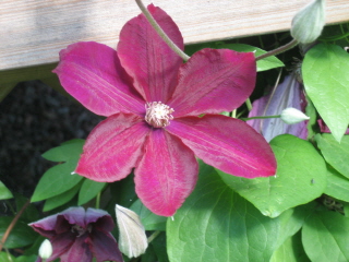 gallery_4383_2510_7562.jpg