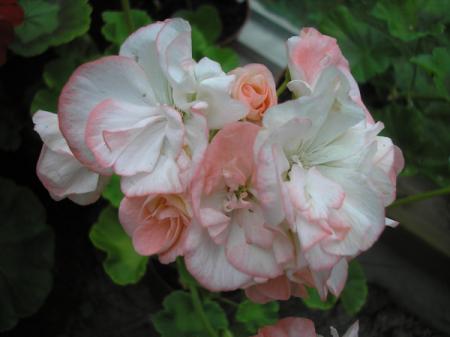gallery_5783_2425_30038.jpg