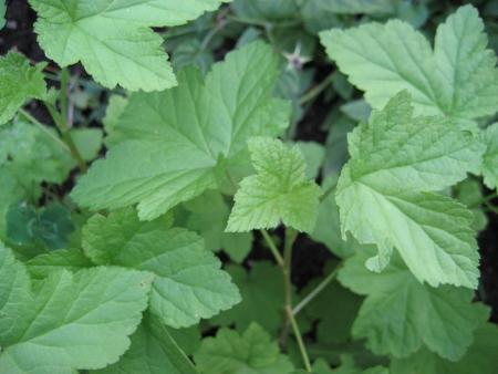 gallery_11874_2709_51274.jpg