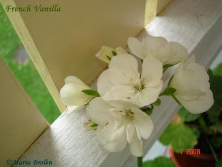 gallery_18075_2727_13237.jpg