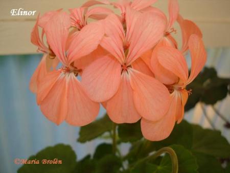 gallery_18075_2727_17158.jpg