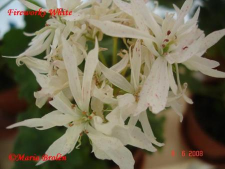 gallery_18075_2727_18646.jpg
