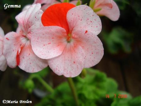 gallery_18075_2727_18848.jpg