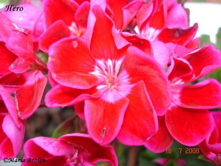 gallery_18075_2727_21429.jpg