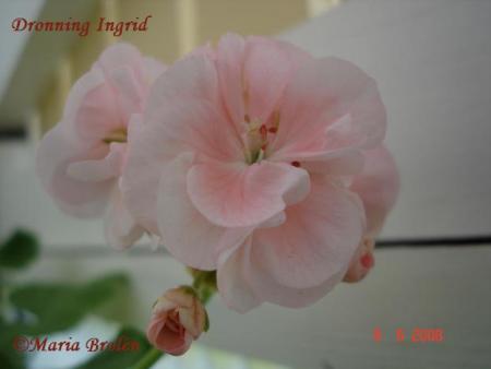 gallery_18075_2727_21865.jpg