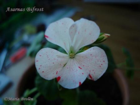 gallery_18075_2727_23071.jpg
