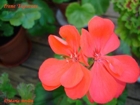 gallery_18075_2727_23725.jpg