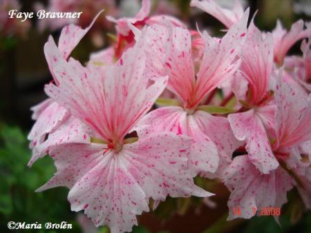 gallery_18075_2727_25445.jpg