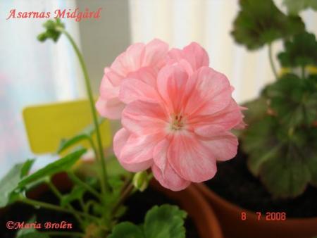 gallery_18075_2727_26486.jpg