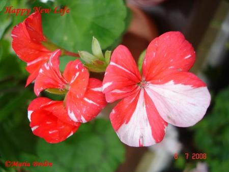 gallery_18075_2727_28813.jpg