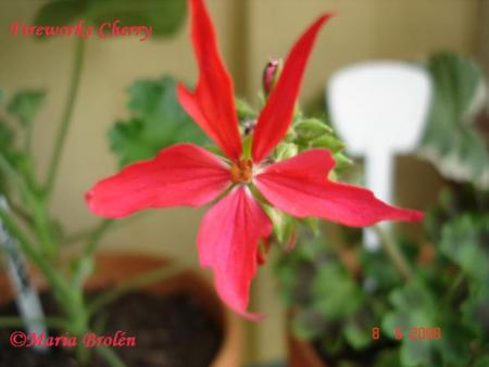 gallery_18075_2727_29134.jpg