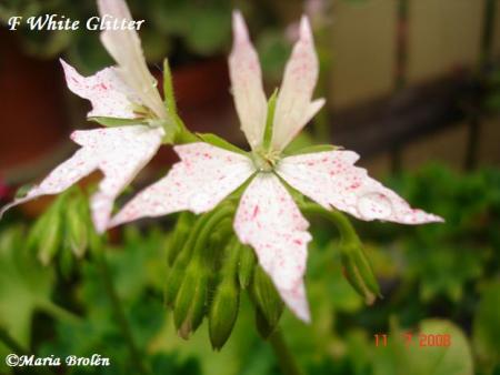 gallery_18075_2727_3392.jpg